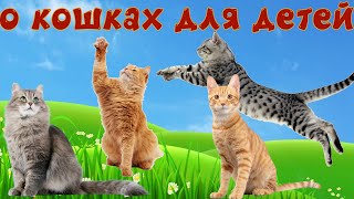 Кошки и их звуки для детей Развивающее видео о кошках 2 часть [upl. by Nagle161]