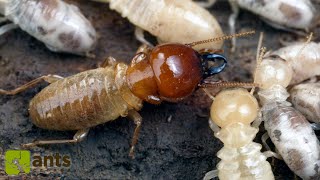 My Termite Colony Grew Huge Workers [upl. by Shanan]