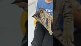 kitten maturity khethui cat funny pets [upl. by Aciruam170]