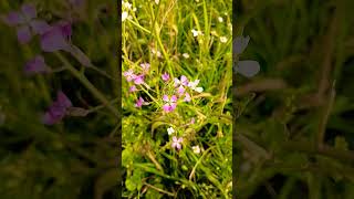 🌸WILD RADISH🌸raphanus sativus [upl. by Chatterjee]