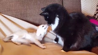 Fox Kits Annoying Cats [upl. by Tnecnivleahcim35]