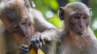 Crabeating or Longtailed Macaques Macaca fascicularis  Javaneraffen oder Langschwanzmakaken 2 [upl. by Eibocaj]