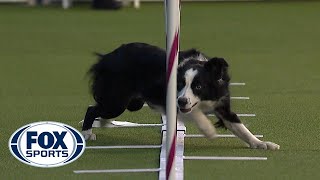 Best of the Agility competition from the 2020 Westminster Kennel Club Dog show  FOX SPORTS [upl. by Narud]