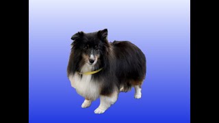 Small Beautiful Sheltie Gets A Groom [upl. by Riem903]