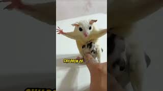 Watch This Adorable Sugar Glider Take Flight 🐾🌙 [upl. by Corel]