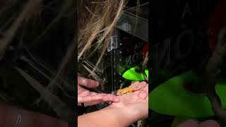 Handling Baby Crested Geckos  How To reptiles crestedgecko shorts [upl. by Hadik82]