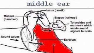 Evolution of the mammalian middle ear the basics [upl. by Yeo]