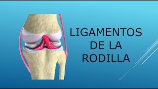 ¿Conoces los Ligamentos de la Rodilla Traumatólogo [upl. by Darej995]