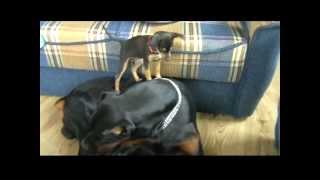 Mini Pinscher vs Dobermann InaLexus [upl. by Ferri]