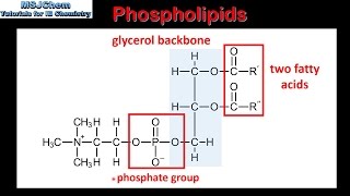 B3 Phospholipids SL [upl. by Josephina]