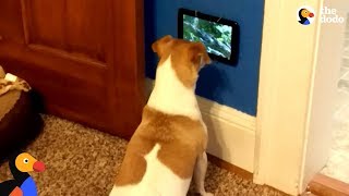 Dog Is So Excited To Get Her Own TV  The Dodo [upl. by Ittap]