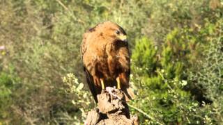 Buteo rufinusmp4 [upl. by Bathsheeb]