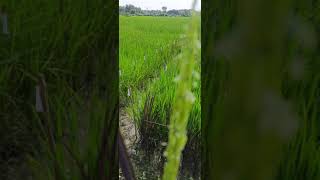 Anthesis in Rice Live [upl. by Annohsat]