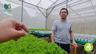 Learn the Different Variety of Lettuce from Rijk Zwaan [upl. by Ydwor639]