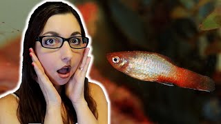 Why Your Fish Has Clamped Fins And How To Treat It 🐠 Fish Diseases [upl. by Basil]