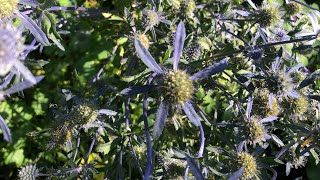 Eryngium planum sea holly [upl. by Ogata]