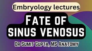 Sinus venosus embryology  Development of the Heart ❤️ [upl. by Ahsekim311]