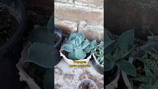 Agave potatorum propagation agave plants shorts trend explore [upl. by Annotahs]