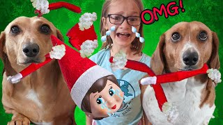 Our DOGS Ate Our ELF on the SHELF Where is our ELF on a SHELF [upl. by Lanoil]