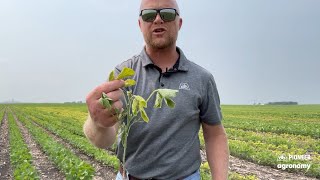 Managing Iron Deficiency Chlorosis in Soybeans [upl. by Welsh]