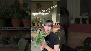 Meet My Hoya Macrophylla plants houseplants plantcommunity plantlover hoya hoyalover [upl. by Ivz]