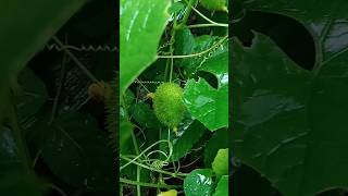 kantala  Vegetables Natural Farming fruit farming nature shorts [upl. by Bertasi713]