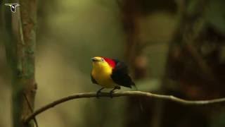 Wiretailed Manakin Courtship Display [upl. by Llenart]