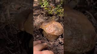 BOLETUS PINICOLA XL💣🍄‍🟫 PIRINEOS nature boletus [upl. by Bolme]