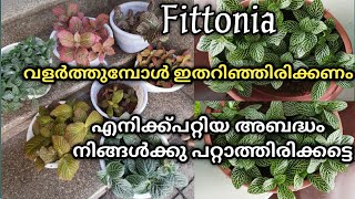 ഫിറ്റോണിയ അറിയേണ്ടതെല്ലാം fittonia plant care malayalam how to repot fittoniafertilizergardening [upl. by Anohs115]