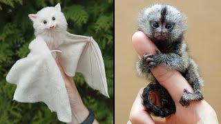 25 Cutest Exotic Animals You Can Own As Pets [upl. by Ihp]