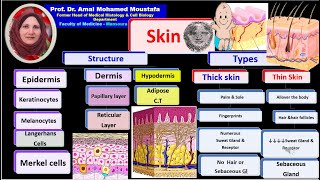 Histology of skin Prof Dr Amal Mohamed Moustafa [upl. by Leal8]