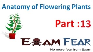 Biology Anatomy of Flowering Plants part 13 Epidermal Appendges root hairs CBSE class 11 [upl. by Surazal]