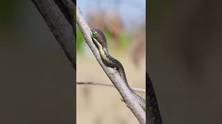 Hatchling boomslang Identification Part 2 snakehandling snake snakes reptile snakevenom [upl. by Alenas]