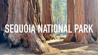 Giant Trees in Sequoia National Park  California [upl. by Faye774]