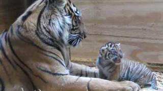 Tiger Cub Day 30  Grooming by Mom [upl. by Tricia]