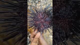 Sea Urchin மூரை urchin sea ocean kanyakumari beach travel kids music shortsfeed youtube [upl. by Bernardina751]