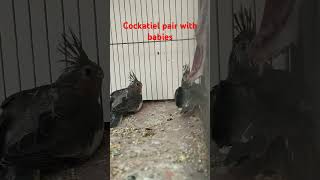 Cockatiel male female Difference  Cockatiel chicks came out🥰viralvideo youtubeshorts foryou [upl. by Agnimod]