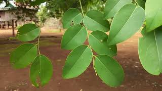 ដើមក្រញូង Dalbergia cochinchinensis Pierre [upl. by Pals]