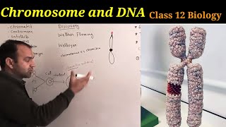 Chromosome and DNA class 12 Biology  IntroductionDiscovery and numbers of chromosomes [upl. by Ytsirhc]