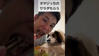 kooikerhondje コーイケルホンディエ 大谷翔平 デコピン [upl. by Venditti]