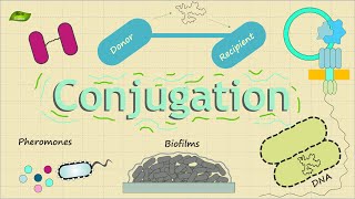 Bacterial Conjugation  Basic Science Series [upl. by Massey]