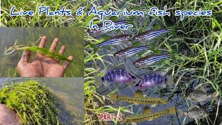 Live Plants amp Aquarium Fish Species in River  Part2  LIVE AQUARIUM [upl. by Odracer]