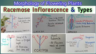 RACEMOSE INFLORESCENCE AND ITS TYPES  Indefinite Inflorescence  Inflorescence types with eg [upl. by Arakawa708]