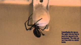 FULL LENGTH VIDEO of Argiope Aurantia Making Egg Sac [upl. by Burkle]