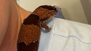 “Meet Leeroy the African fat tailed gecko “ reptiles gecko [upl. by Enomrej]