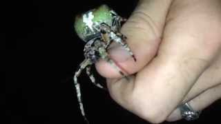 Giant Lichen Orbweaver Araneus bicentenarius [upl. by Zile82]