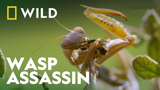 Praying Mantis Vs Wasp  Wild Europe  National Geographic Wild [upl. by Assirrak875]