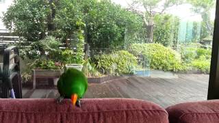 Eclectus singing and dancing [upl. by Ninazan]