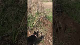 Dog Vs coyote encounter [upl. by Heath876]