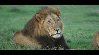 Ol Pejeta Conservancy official video 2021 [upl. by Yxel11]